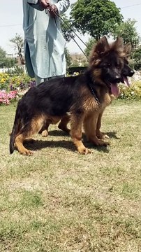 German Shepherd long Coat puppies #dog