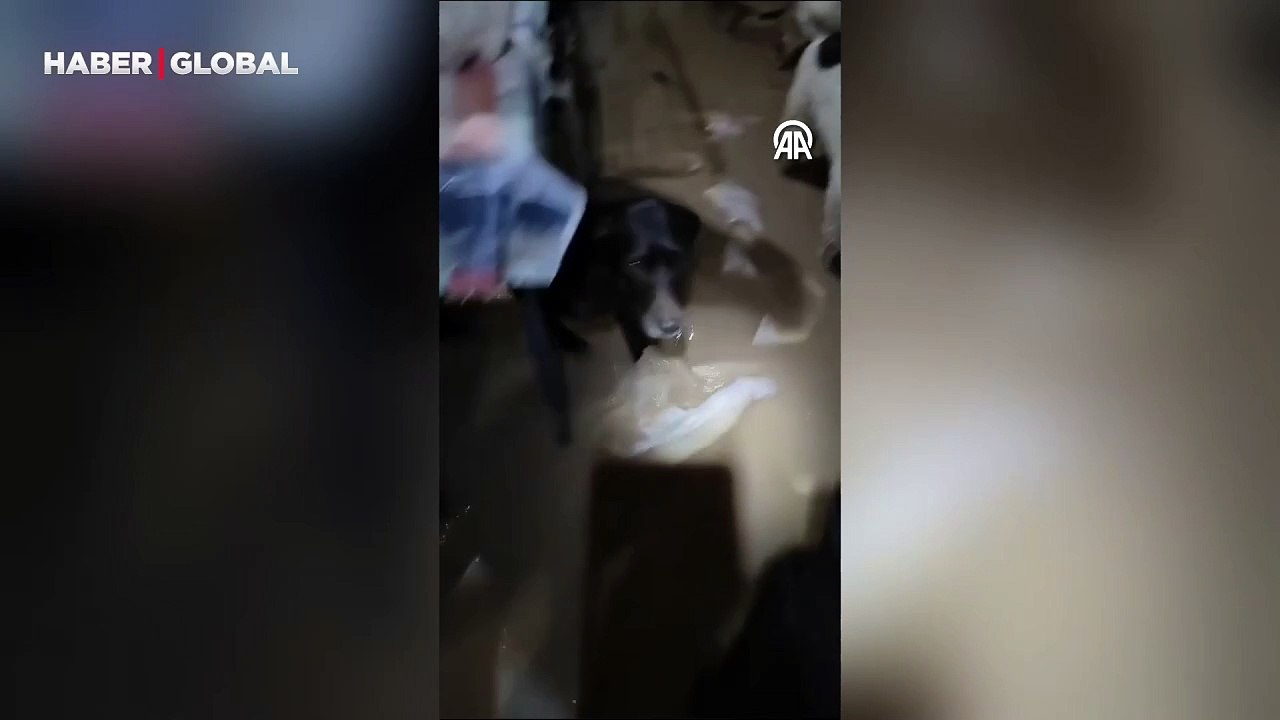 İspanya'daki sel felaketinde hayvan barınağında onlarca hayvan mahsur kaldı