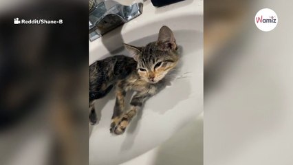 Niedliches Kätzchen überrascht Pfleger beim Bad 🐾