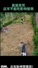 "The Pet Hand-Off: Funniest Reactions to Confusing Pet Swaps!"