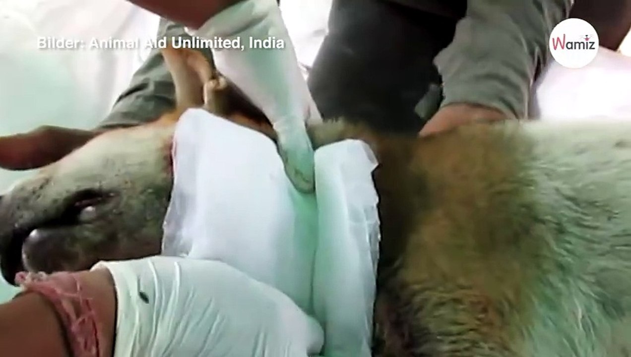 Aus einem schlimmen Grund ist der Kopf dieses Hundes dreimal größer als üblich