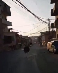 Ostrich Runs for Its Life in South Lebanon