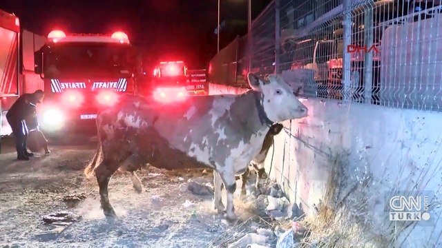 İstanbul'da ahır yangını: Çok sayıda hayvan telef oldu | Video Haber