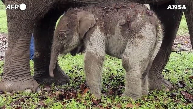 Indonesia, nato cucciolo di elefante di Sumatra