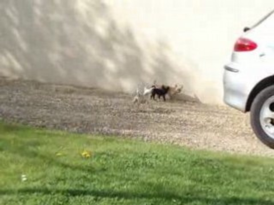 Caecilia le Chat