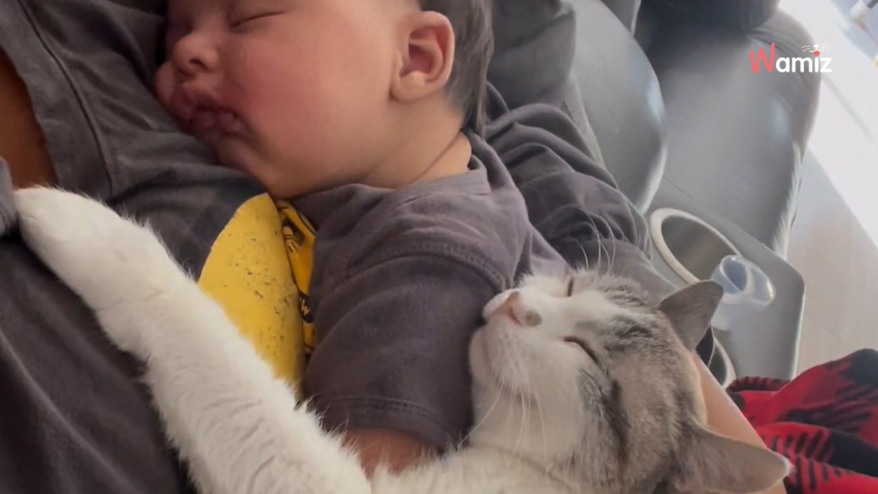 Couple introduce newborn baby to cat; what happens next melts everyone