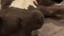 Gasta más de 600 € en el veterinario: cuando escucha el diagnóstico cree que es una broma (vídeo)