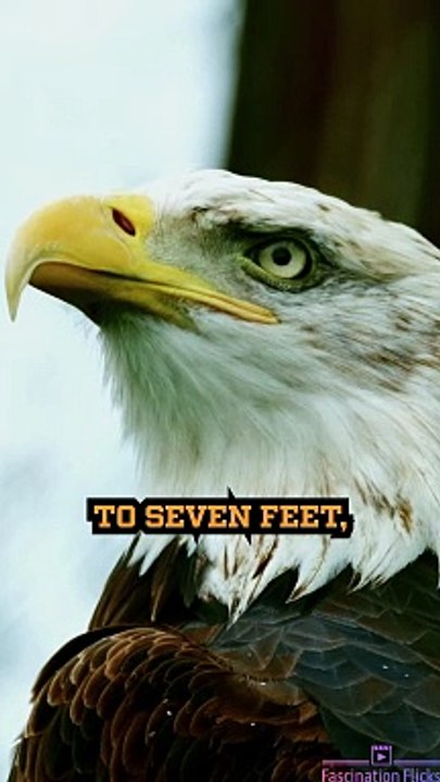 The Majestic Hunting Skills of Bald Eagles!