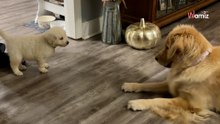 Golden Retriever entdeckt ein Hundebaby: Was folgt ist pure Magie!