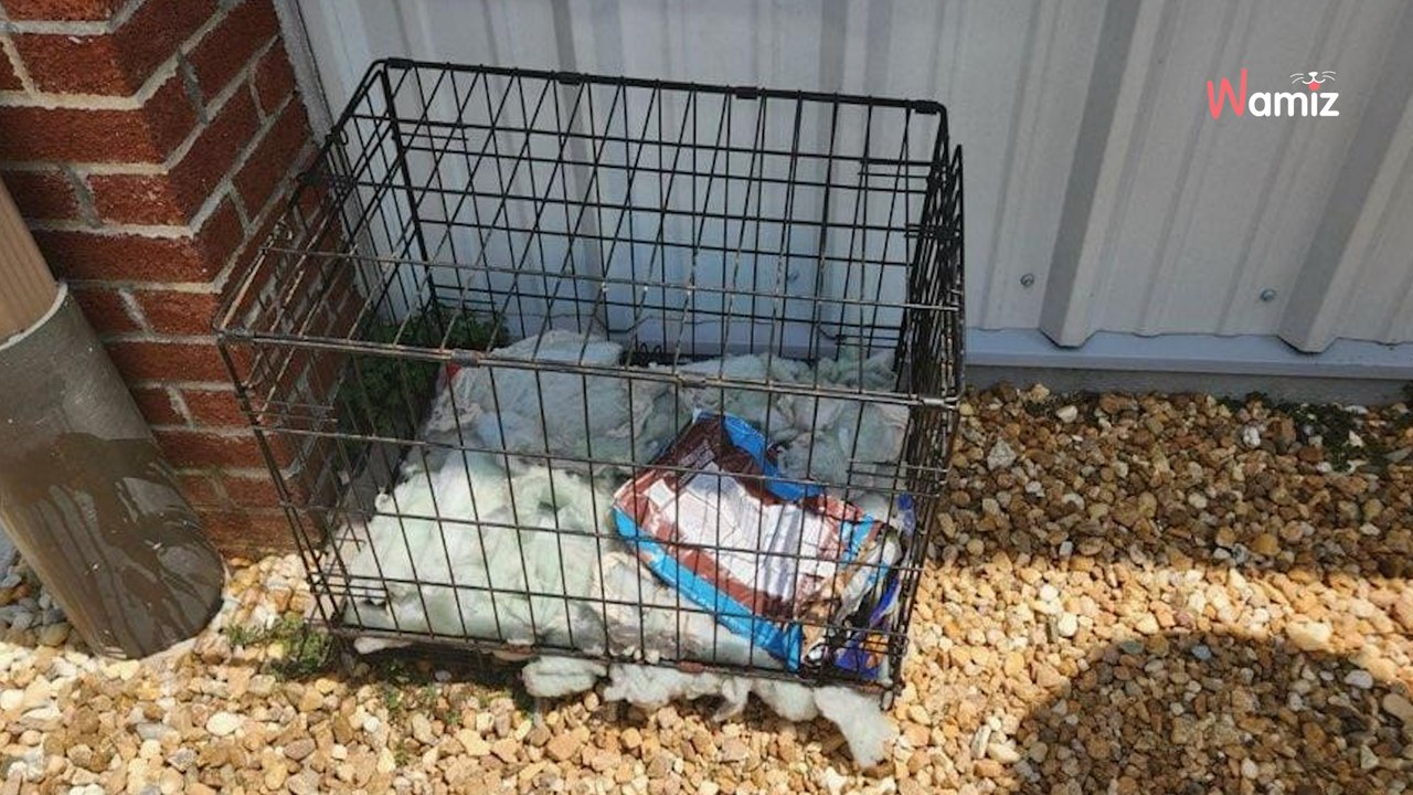 Verlassener Käfig in der Sonne: Es gibt gute und schlechte Nachrichten