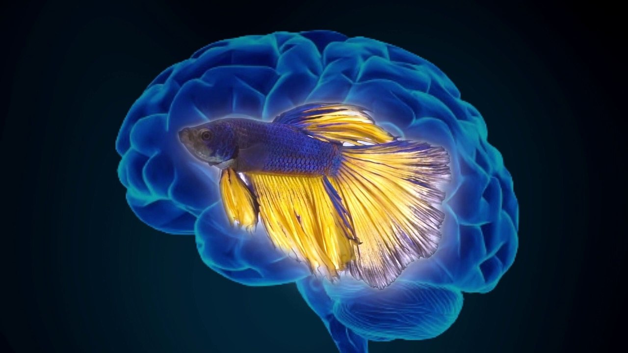 Comment fonctionne le Cerveau