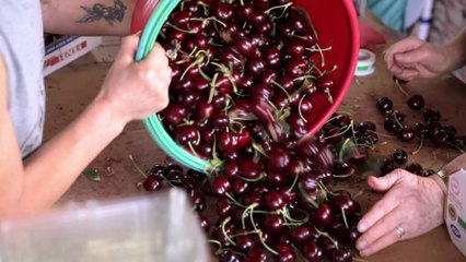 HP X Vignola Cherry Consortium