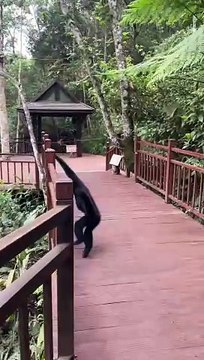 Amazing balance of gibbon monkey | Primates Planet