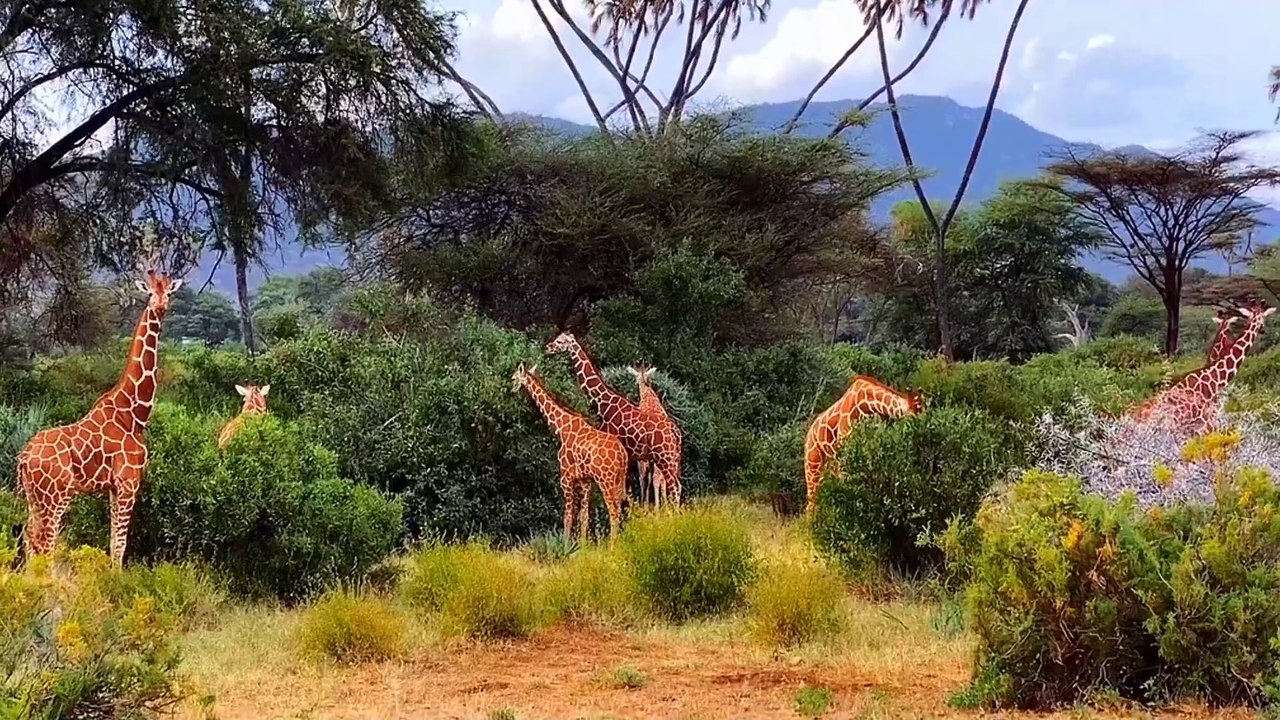 Âm nhạc thư giãn trị liệu với cảnh đẹp nhân gian - Bản hòa tấu tuyệt sắc nơi Cao Nguyên