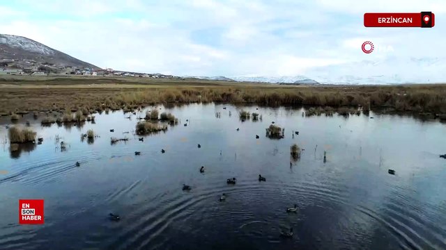 Erzincan Ekşisu Sazlığı birçok kuş türüne ev sahipliği yapıyor