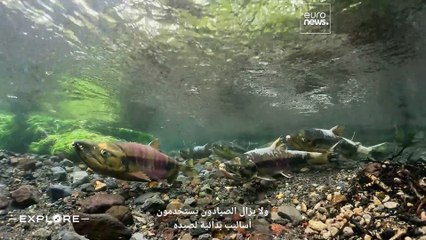 من سمك السلمون إلى مشروب الساكي: تذوق أرقى المأكولات المستدامة في محافظة نييغاتا في اليابان