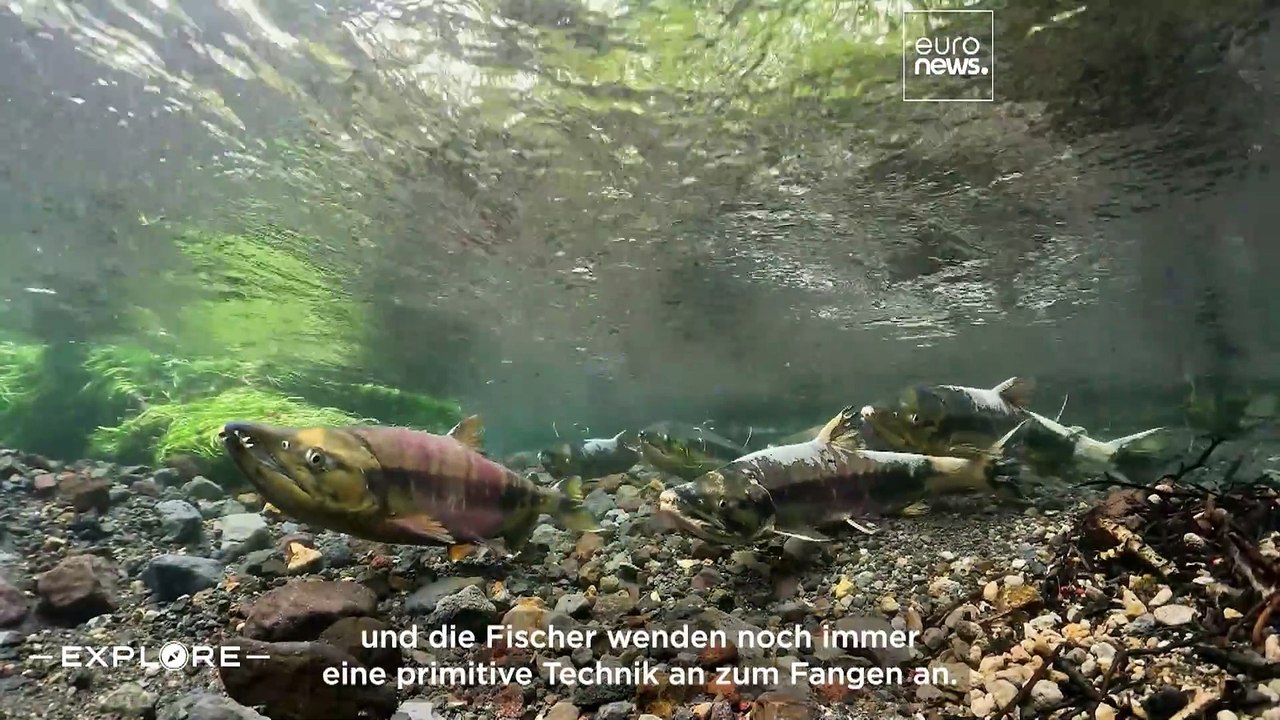 Vom Lachs zum Sake: Nachhaltige Gastronomie in der japanischen Präfektur Niigata