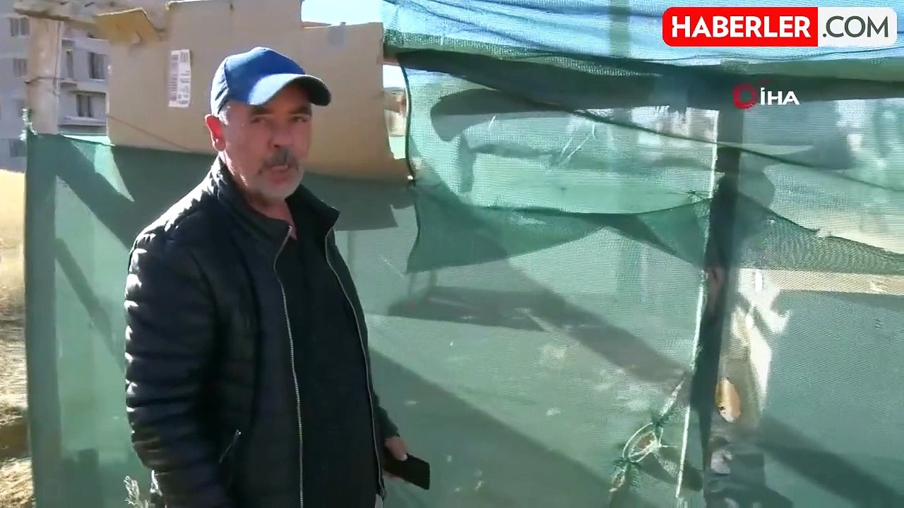 Ankara'da Baş İboş Köpekler 35 Tavuk Telef Etti