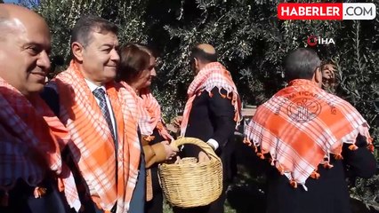 Bergama'da yeni sezon zeytin hasadı başladı