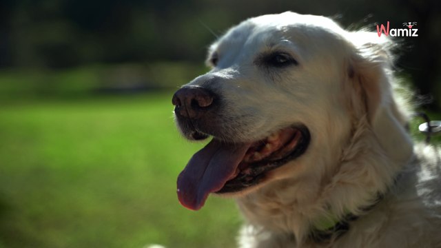 À Rouen, un agent de boîte de nuit se fait licencier après avoir jeté des parpaings sur un chien