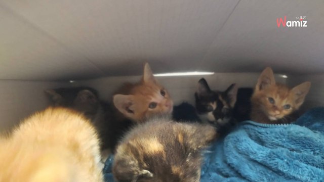 Hautes-Pyrénées : ils trouvent un carton de Playstation devant le refuge pour animaux et passent un coup de gueule