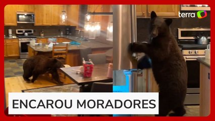 Urso abre geladeira em busca de comida após invadir casa nos EUA