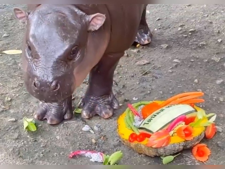 Virales Hippo sagt Sieg von Trump voraus