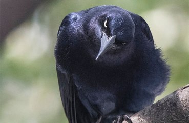 Crows Hold Long-Lasting Grudges for Up to 17 Years 🦅