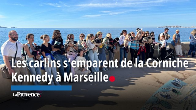 Les carlins s'emparent de la corniche Kennedy à Marseille