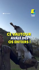 Ce vautour avale des os entiers