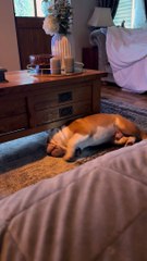 Bulldog is throwing a tantrum because he can t fit under the table anymore!