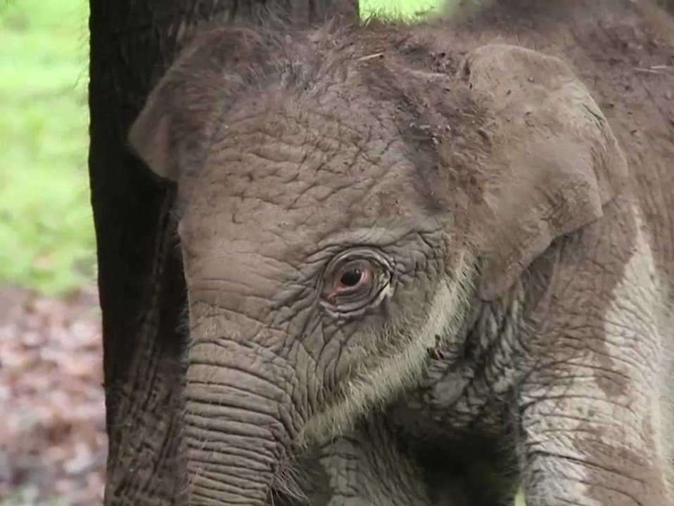 Vom Aussterben bedrohter Sumatra-Elefant geboren