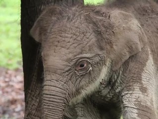 Vom Aussterben bedrohter Sumatra-Elefant geboren