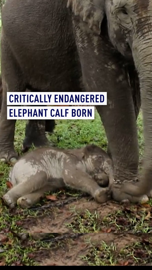 ⁣Critically endangered elephant calf born