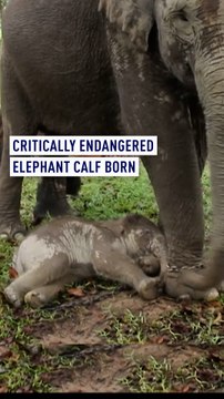 Critically endangered elephant calf born
