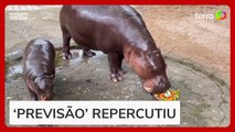 Eleições nos EUA: hipopótamo famoso na internet 'prevê' vitória de Donald Trump