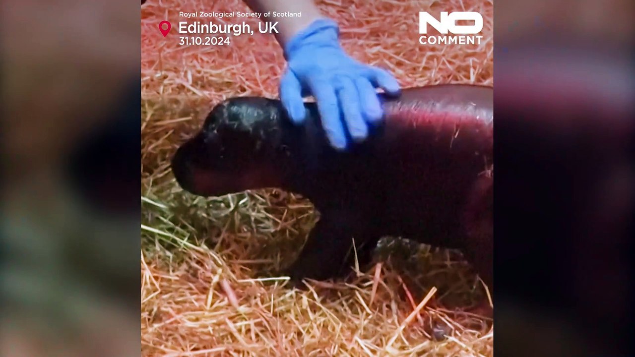 Incontra Haggis, l'adorabile ippopotamo pigmeo appena nato allo zoo di Edimburgo