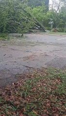 Árvore cai em cima de carro na 403 Norte