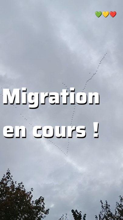Migration des grues en cours