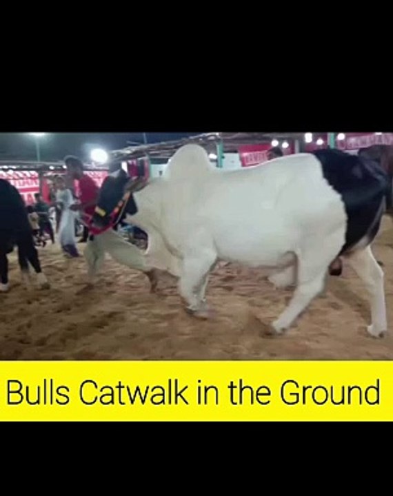 Bulls Catwalk in the Ground