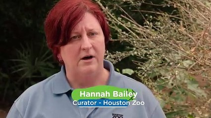 This Chicken Is a Dancing Machine! But Do We Know Why?