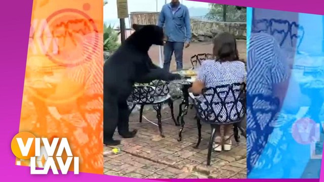 Oso ataca a mujer en Chipinque