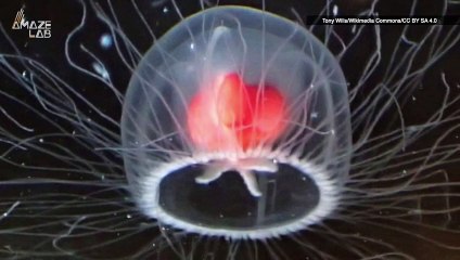 This JellyFish Can Become Young Again Whenever It Wants