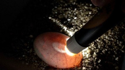 Is This The Real Life Mother of Dragons in Spain?