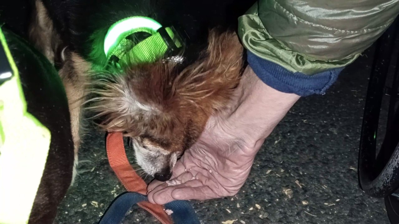 Ozzyta Villanova Paco; Couple & doggie invaded Paco's personal space; Doggies make Paco nervous VID_20241029_194915838