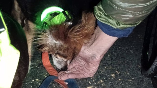 Ozzyta Villanova Paco; Couple & doggie invaded Paco's personal space; Doggies make Paco nervous VID_20241029_194915838