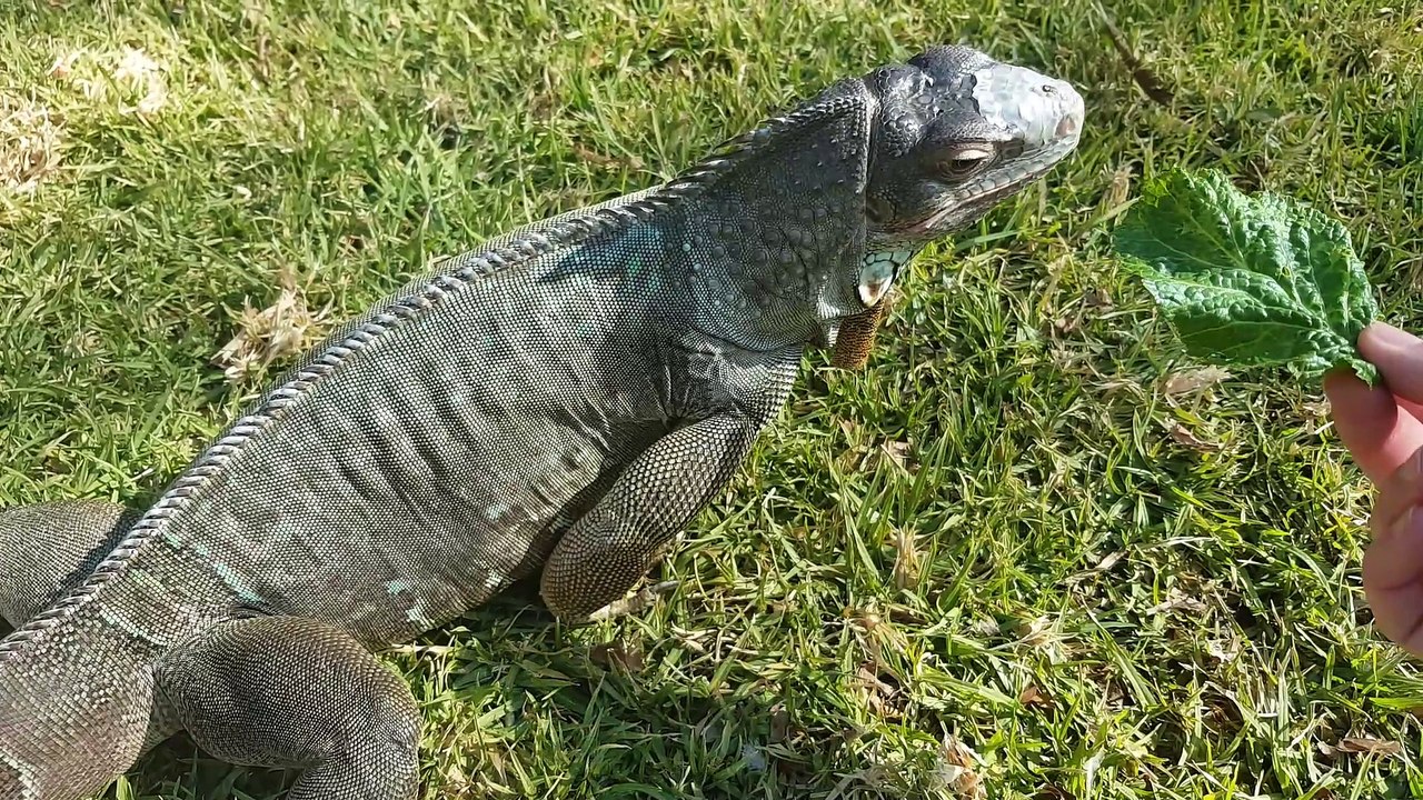 Feed Me! (Green Iguana Diet) video Dailymotion