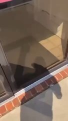 Door Dash drive confronts customer at her work place after she refunded her order and got him fired