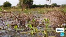 Floods in Chad: Tens of thousands of livestock drowned