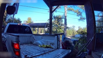 Man Trips And Hits His Head While Climbing on PickUp Truck